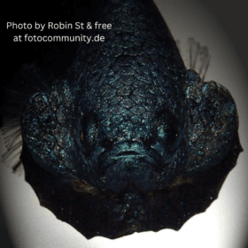 Betta Fish Art and Photography: Capturing Their Beauty 2 Betta Fish Art and Photography showcasing vibrant fins and aquatic grace