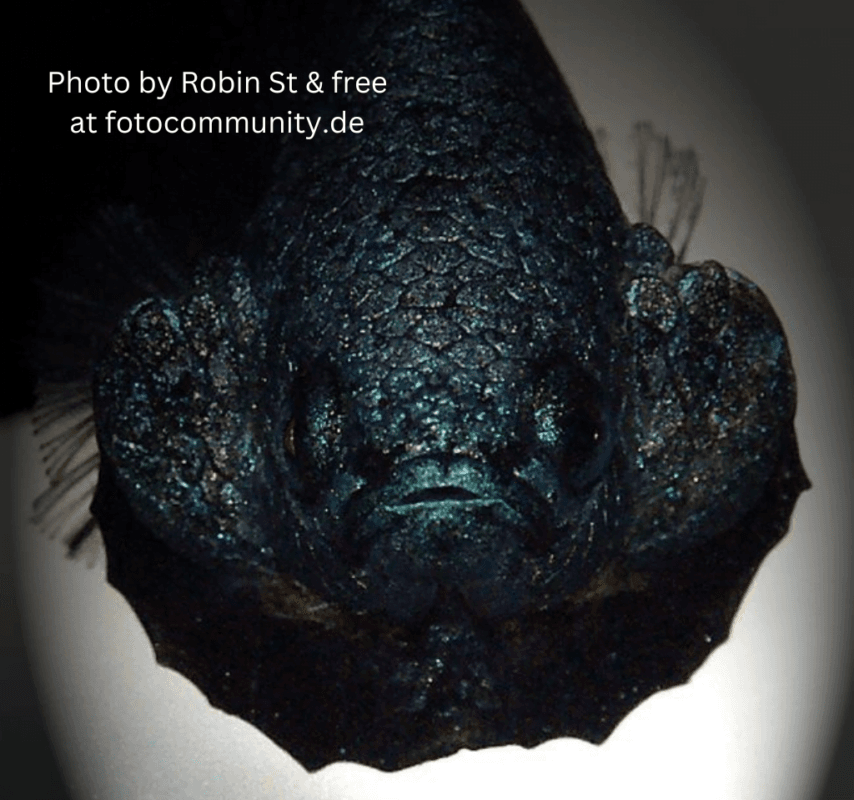 Betta fish flare their gills in response to stimuli. Aquatic Market by Melaka Aquatic Arena Betta fish behavior Why do Betta fish Flaring Betta fish gill flaringArena