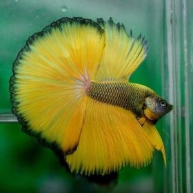 Betta4U Shop
Betta Fish Bidding Event – Fun, Fair, and Exciting Auction for Rare Bettas