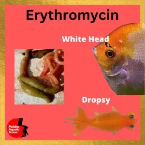Erythromycin for fish dropsy