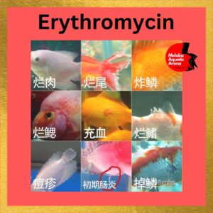 Erythromycin for fish