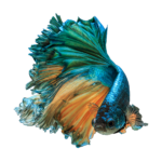 Betta Fish Rosetail