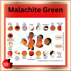 Unlock a healthier, happier aquarium life for your fish with the MALACHITE Green Anti-Fungus and Anti-Parasite solution. Fight back against fungal threats, eliminate parasites, and shield precious fish egg