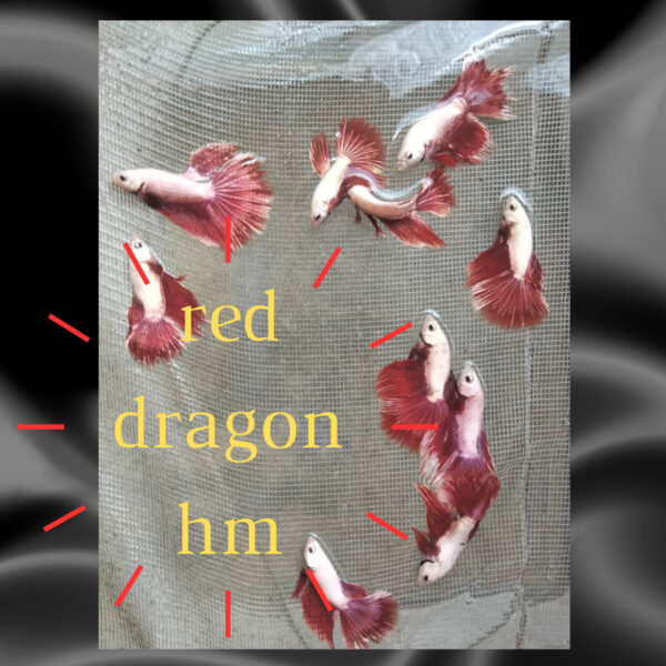 red dragon hm
