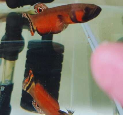 Betta Macrostoma Wild Betta Gallery 48 Melaka Aquatic Arena