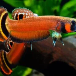 Betta Macrostoma Pair