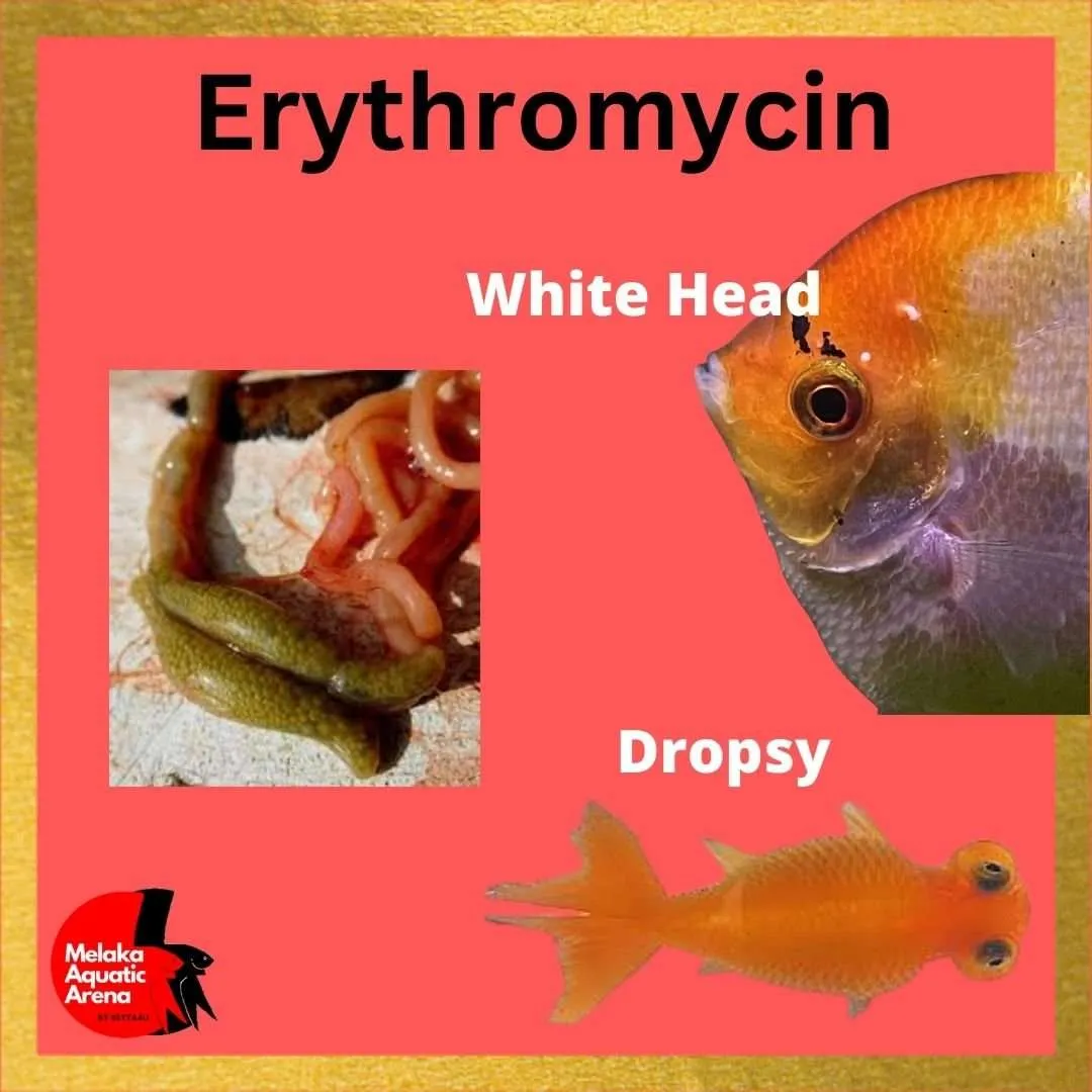 Erythromycin Aquarium Care 20g- Most Popular In Aquarium and Hatcheries - Image 3