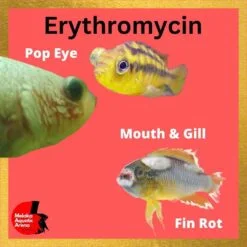 Erythromycin for Fish