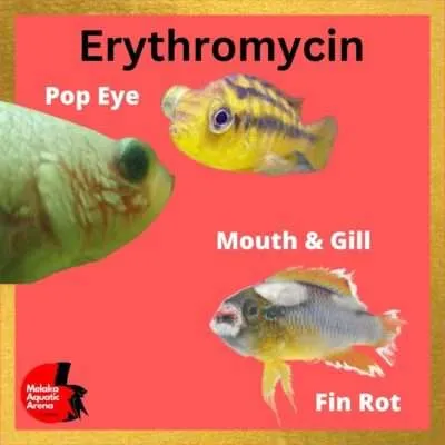 Erythromycin for Fish