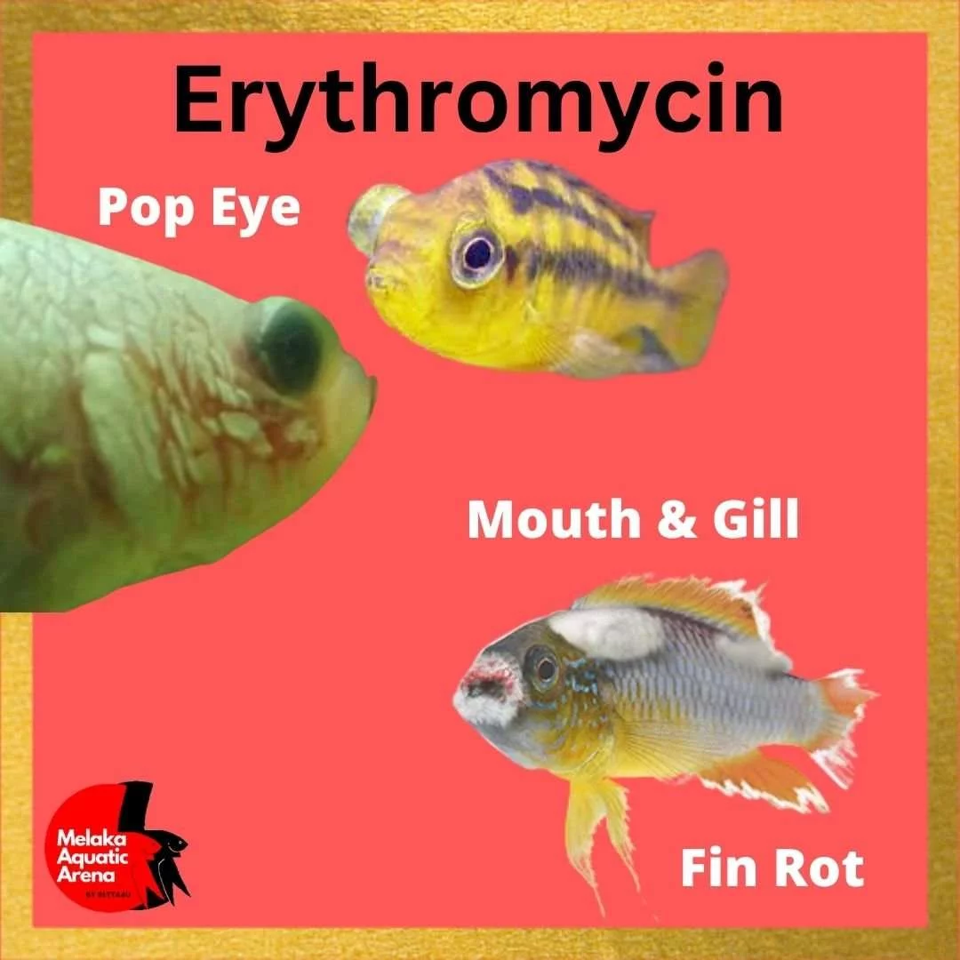 Erythromycin for Fish