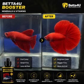 Genuine Betta4U Booster 40ml, Betta Booster, Betta Fish Vitamins, Betta Fish Minerals, Betta Fish Supplement, Betta Grooming Product, Healthy Betta Fish, Betta Water Conditioner