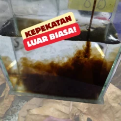 Ketapang leaf extract Pati Ketapang Peraman