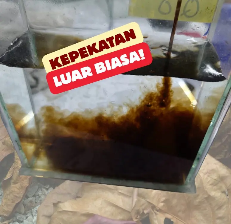 Ketapang leaf extract Pati Ketapang Peraman