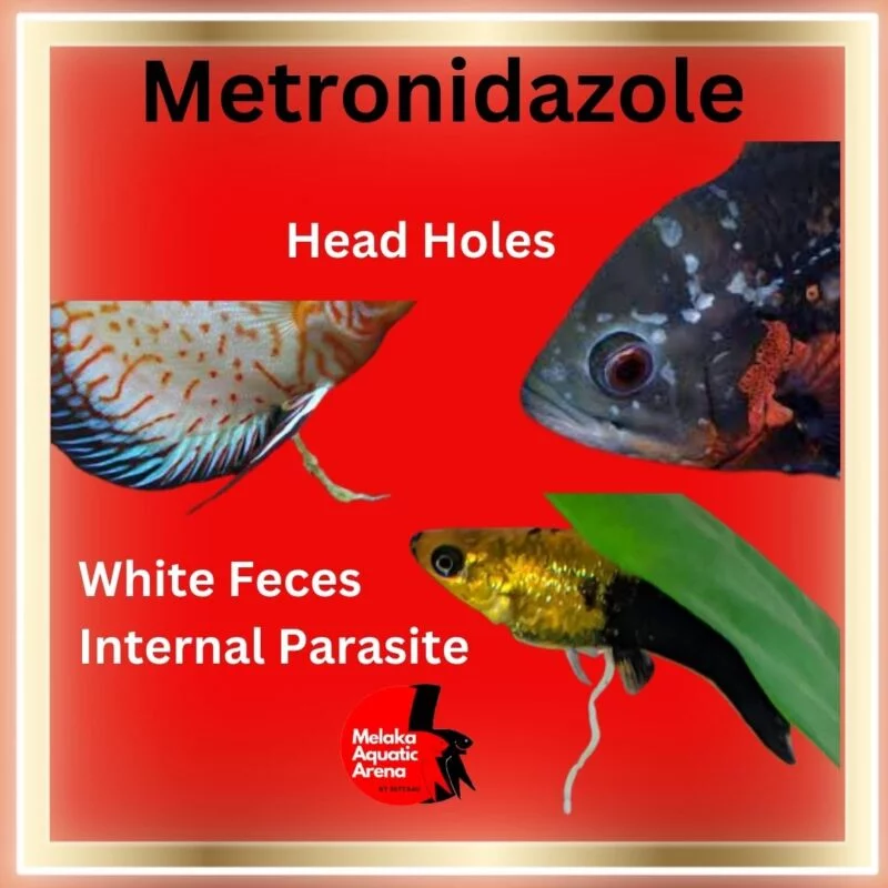 Unlocking Vibrant Health: The Benefits of Metronidazole for Fish 1 Metronidazole for fish