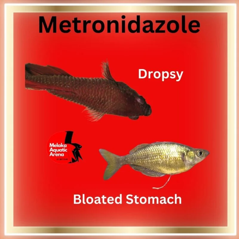 Metronidazole for Fish: A Comprehensive Guide