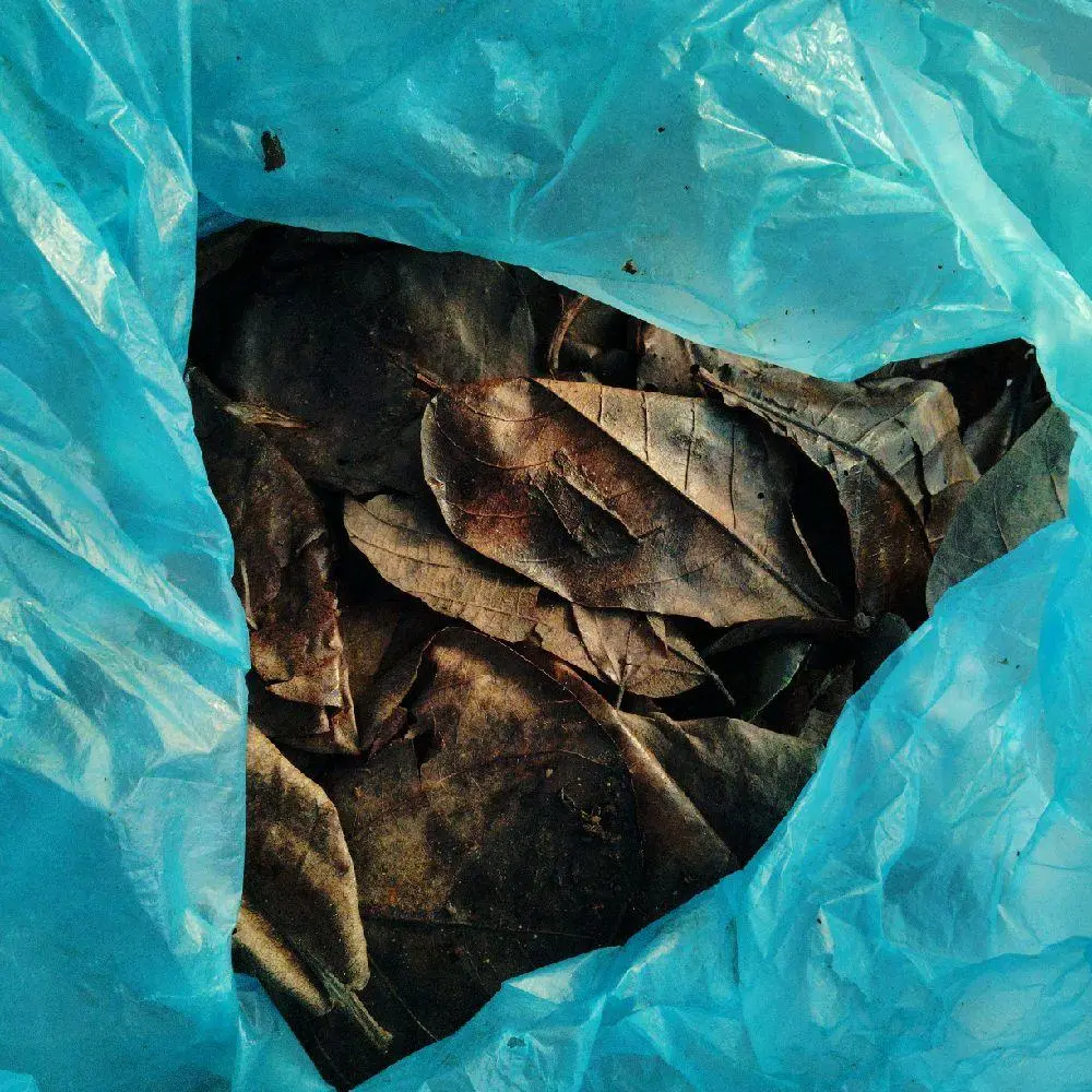 Indian-Almond (Terminalia catappa) Ketapang Leaf Extract: Pati Ketapang Peraman - Image 4