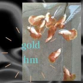 Various vibrant pet grade Betta fish varieties available for sale.