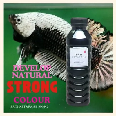 Ketapang leaf extract