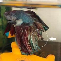 330px Fin Rot on Betta Fish