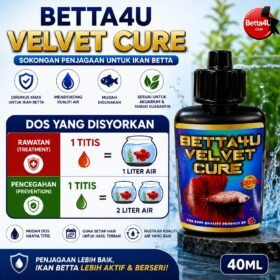 What Is Velvet Disease. Betta fish infected with Velvet Disease Gold dust appearance on betta fish Clamped fins caused by Velvet Disease Healthy betta fish after Velvet Disease treatment Symptoms of Velvet Disease in betta fish.