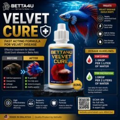 What Is Velvet Disease. Betta fish infected with Velvet Disease Gold dust appearance on betta fish Clamped fins caused by Velvet Disease Healthy betta fish after Velvet Disease treatment Symptoms of Velvet Disease in betta fish.