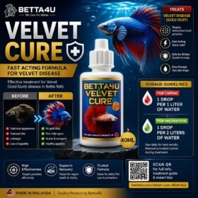 What Is Velvet Disease. Betta fish infected with Velvet Disease Gold dust appearance on betta fish Clamped fins caused by Velvet Disease Healthy betta fish after Velvet Disease treatment Symptoms of Velvet Disease in betta fish.