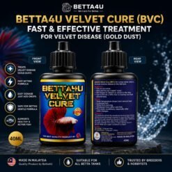 What Is Velvet Disease. Betta fish infected with Velvet Disease Gold dust appearance on betta fish Clamped fins caused by Velvet Disease Healthy betta fish after Velvet Disease treatment Symptoms of Velvet Disease in betta fish.