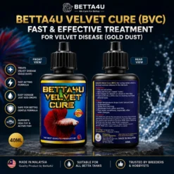 What Is Velvet Disease. Betta fish infected with Velvet Disease Gold dust appearance on betta fish Clamped fins caused by Velvet Disease Healthy betta fish after Velvet Disease treatment Symptoms of Velvet Disease in betta fish.