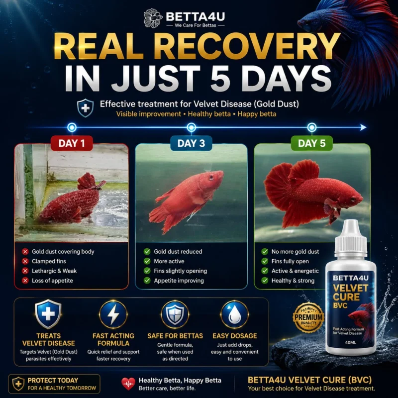 What Is Velvet Disease. Betta fish infected with Velvet Disease Gold dust appearance on betta fish Clamped fins caused by Velvet Disease Healthy betta fish after Velvet Disease treatment Symptoms of Velvet Disease in betta fish.