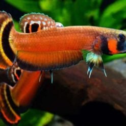 Hybrid & Wild Betta Fish