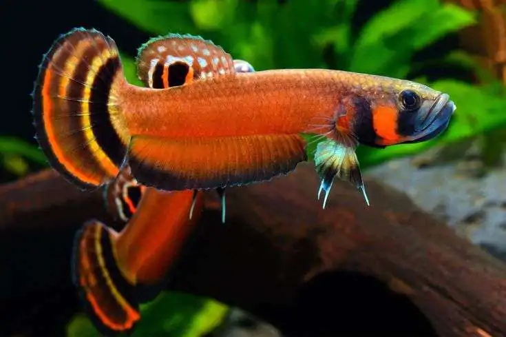 Betta Macrostoma: A Comprehensive Dive Into Nature's Majestic Beauty 17 Wild Betta Fish Wild Betta Gallery