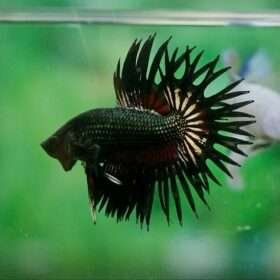 BettaSnap Contest Vol 1 2024 ORKID BETTA GUIDE GALLERY