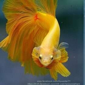 Betta Halfmoon Fish Varieties