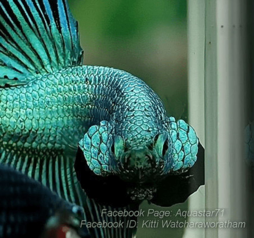 Keeping betta fish as a beginner long fin male