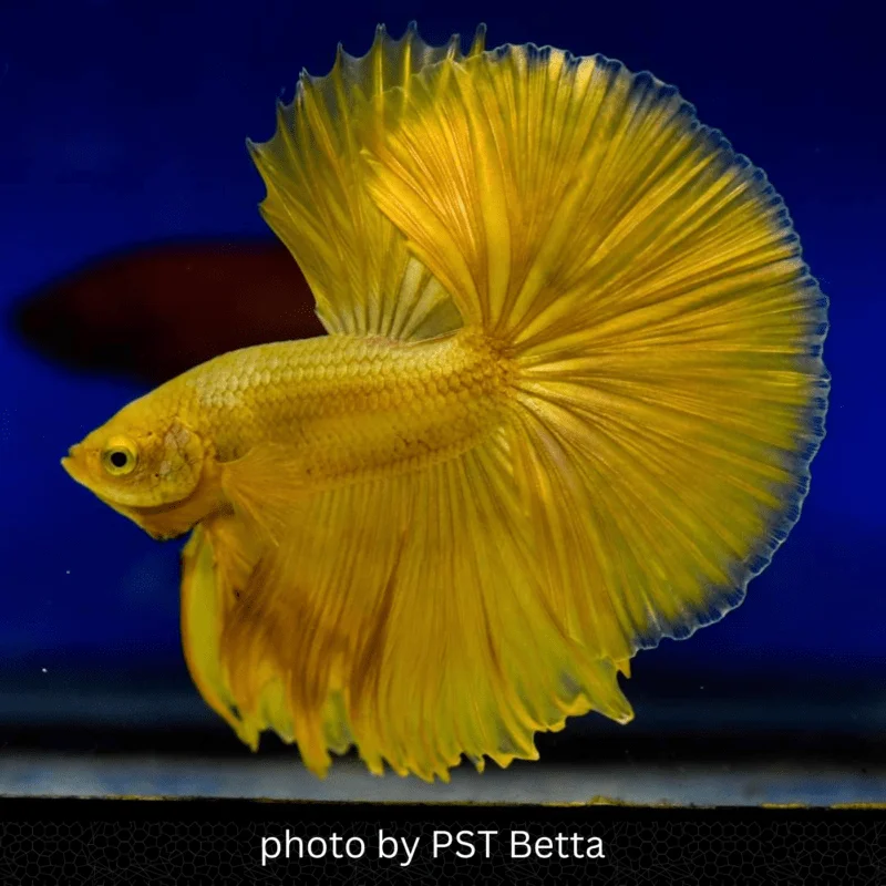 Unlocking the Radiant Majesty: The Perfect 24k Gold Betta's Quest for Brilliance and Depth 13 The Perfect Gold Betta