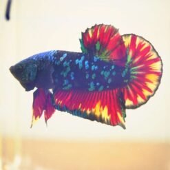 Show Betta Fish