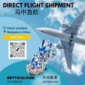 Malaysia China Direct Shipment