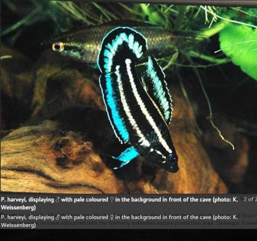 Malaysia Conservation