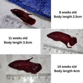 Stout Bits Fish Pellet 60g (0.5mm) 8 Stout Bits Fish Pellet 60g