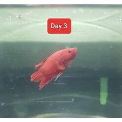 velvet cure 40ml result 3