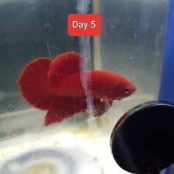 Betta4U Velvet Cure- Day 1