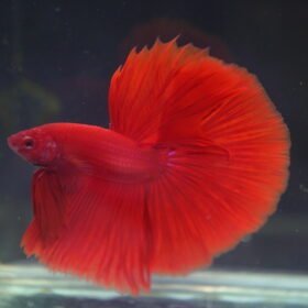 Collection of Aquatic Videos - Solid Red HM