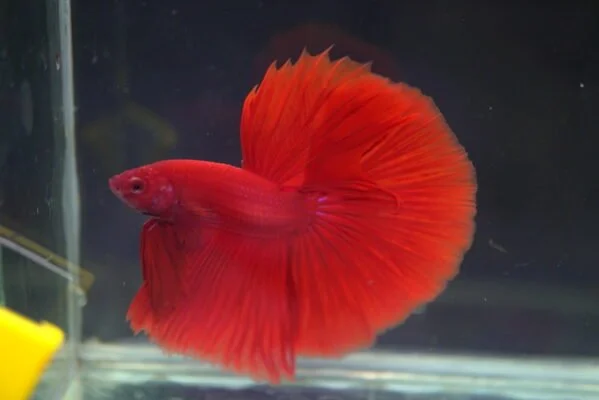 Top 10 Tips for Developing High-End Quality Red Show Betta – Expert Guide 2 Collection of Aquatic Videos - Solid Red HM
vibrant high-end quality red show betta with uniform red coloration