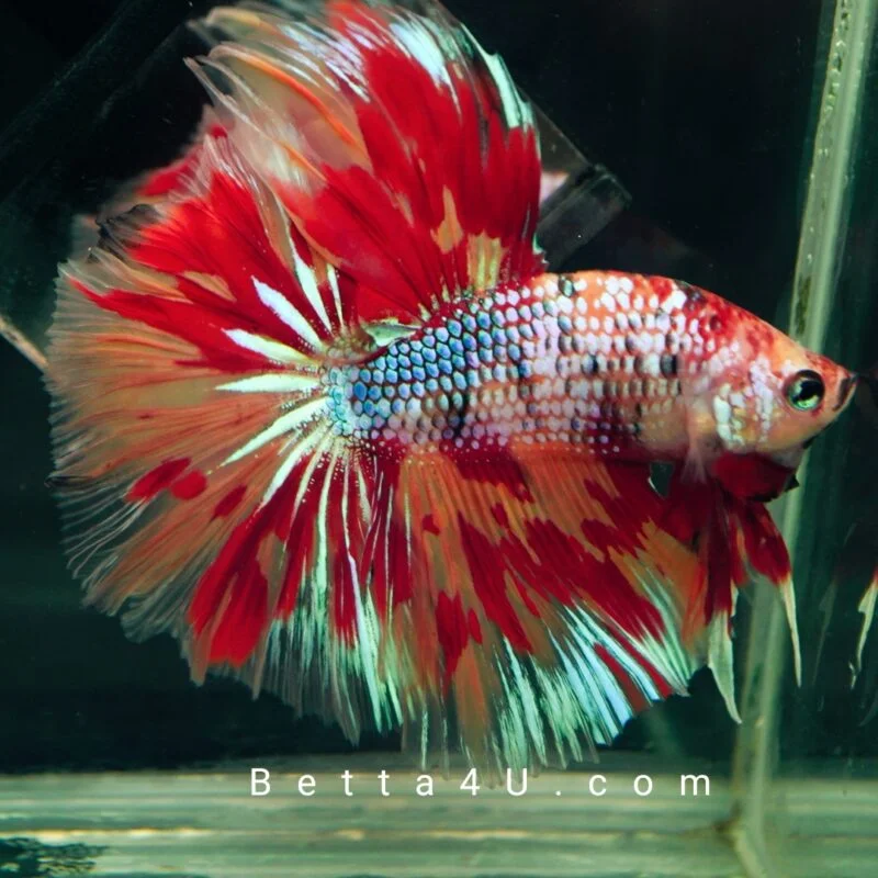 Dive into Excellence: Embracing the Joy of Betta Fish Shows with Simple Guidelines and Essentials! 7 IMG 20231229 212220