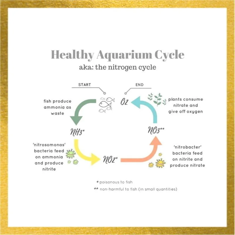 Boost Aquarium Health: The Power of Photosynthetic Bacteria (PSB) for Water Quality 9 PSB Live Bacteria photosynthetic bacteria