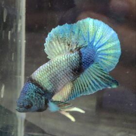 Betta Fish Shows