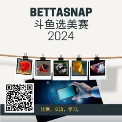 BettaSnap Contest Vol 1 2024