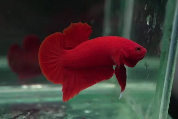 Breeding Pair of Giant Betta Fish
vibrant high-end quality red show betta with uniform red coloration