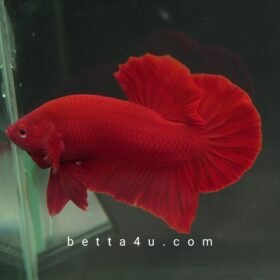 Melaka Aquatic Arena Blog