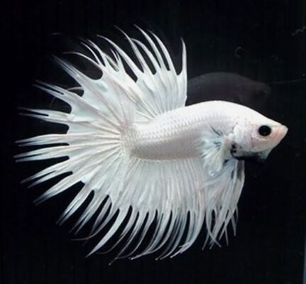 Betta Fish Lifespan: How Long Can They Really Live? 3 Light Solid CTM
Betta Fish Lifespan, How Long Do Betta Fish Live